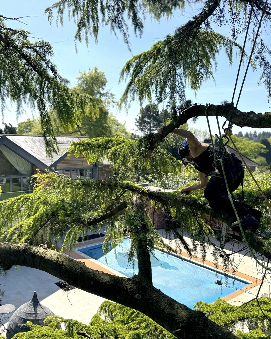 Tree Surgery Services Bromsgrove | CJ Tree Surgeons
